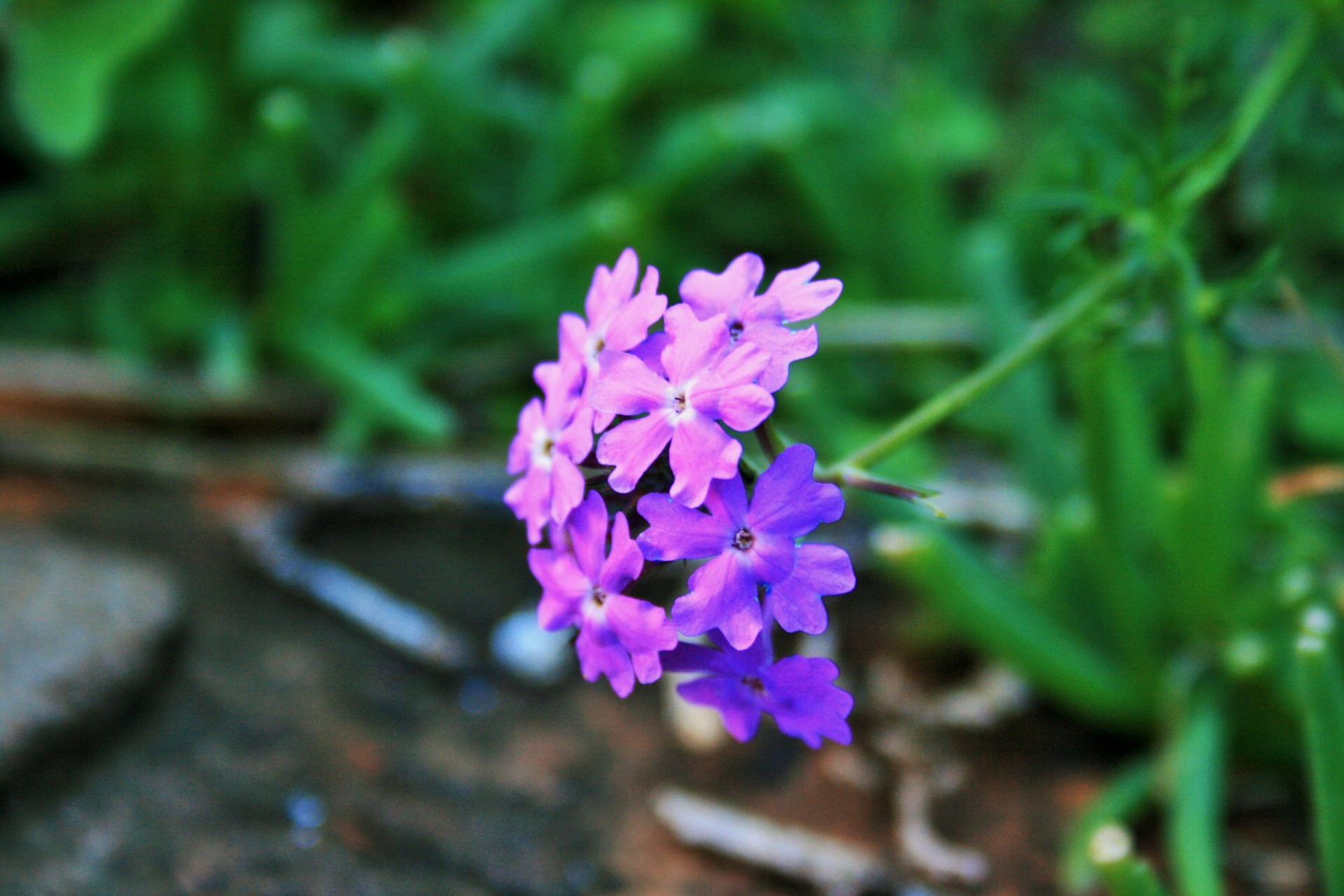 Purple Verbena Flower Free Stock Photo - Public Domain Pictures
