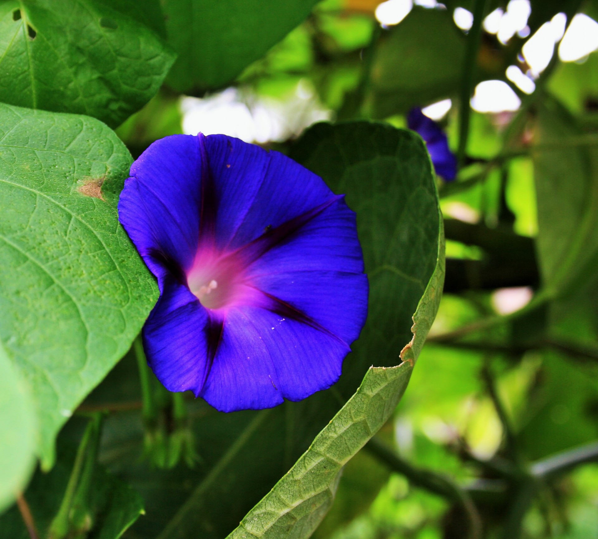 Secluded Morning Glory Free Stock Photo - Public Domain Pictures