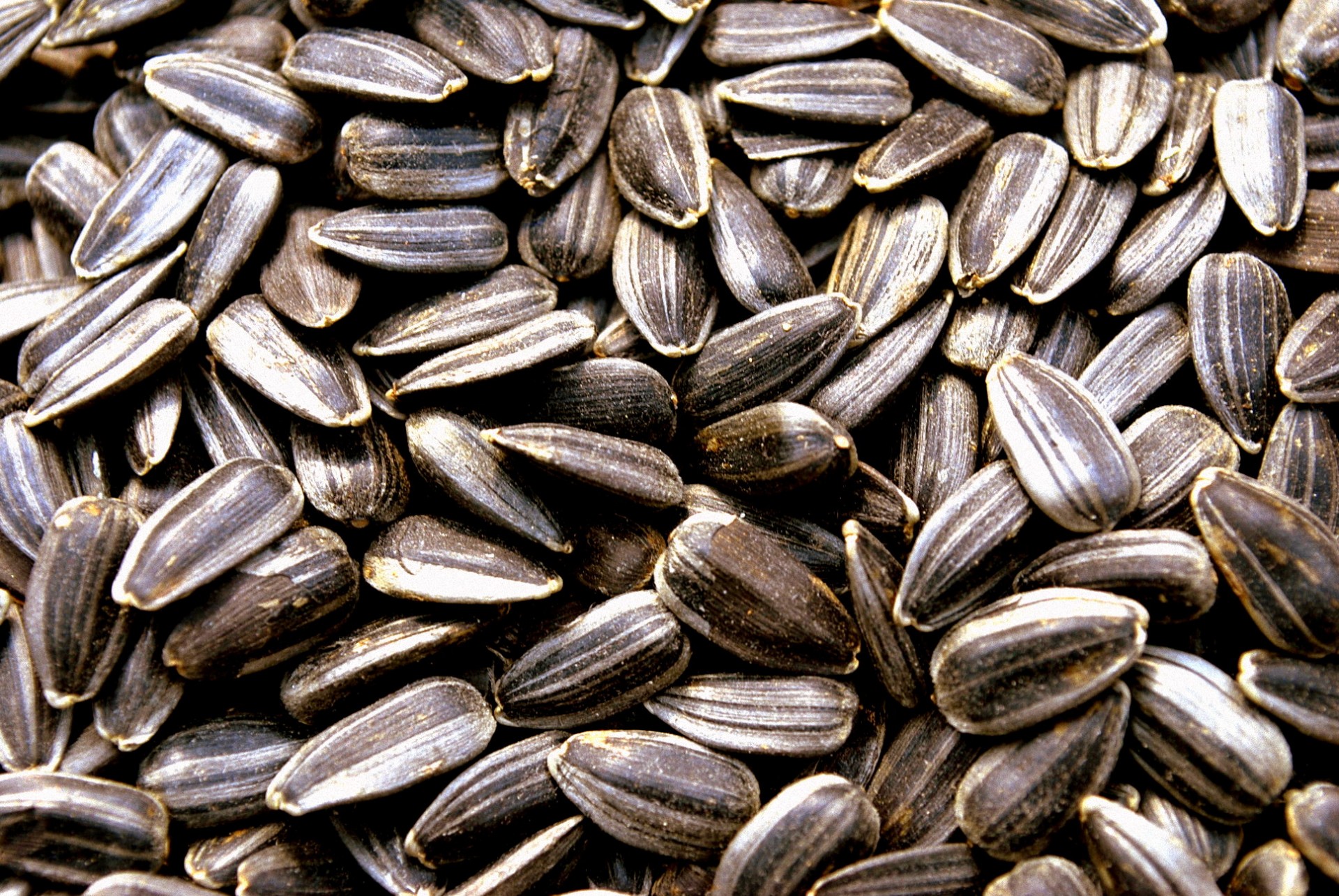 sunflower-seeds-free-stock-photo-public-domain-pictures