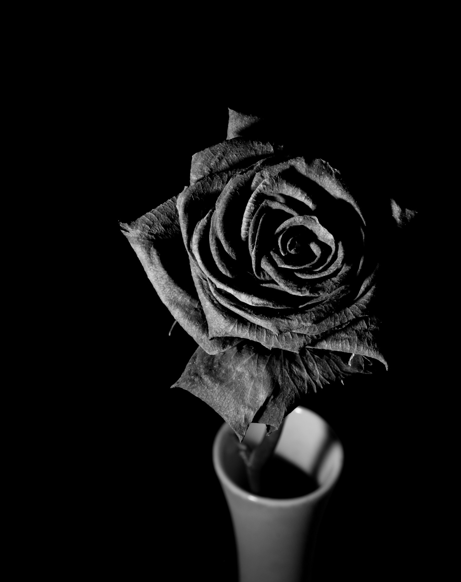 Сушеные розы - черно-белый вариант