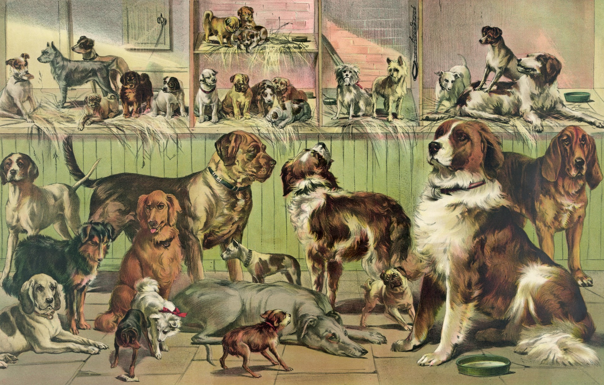 Vintage Kennel Club Cães