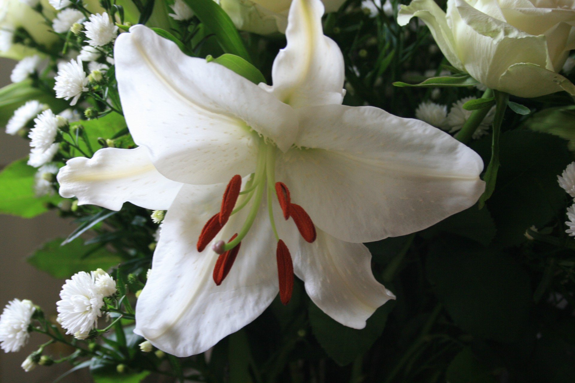 White Lily Flower Free Stock Photo - Public Domain Pictures