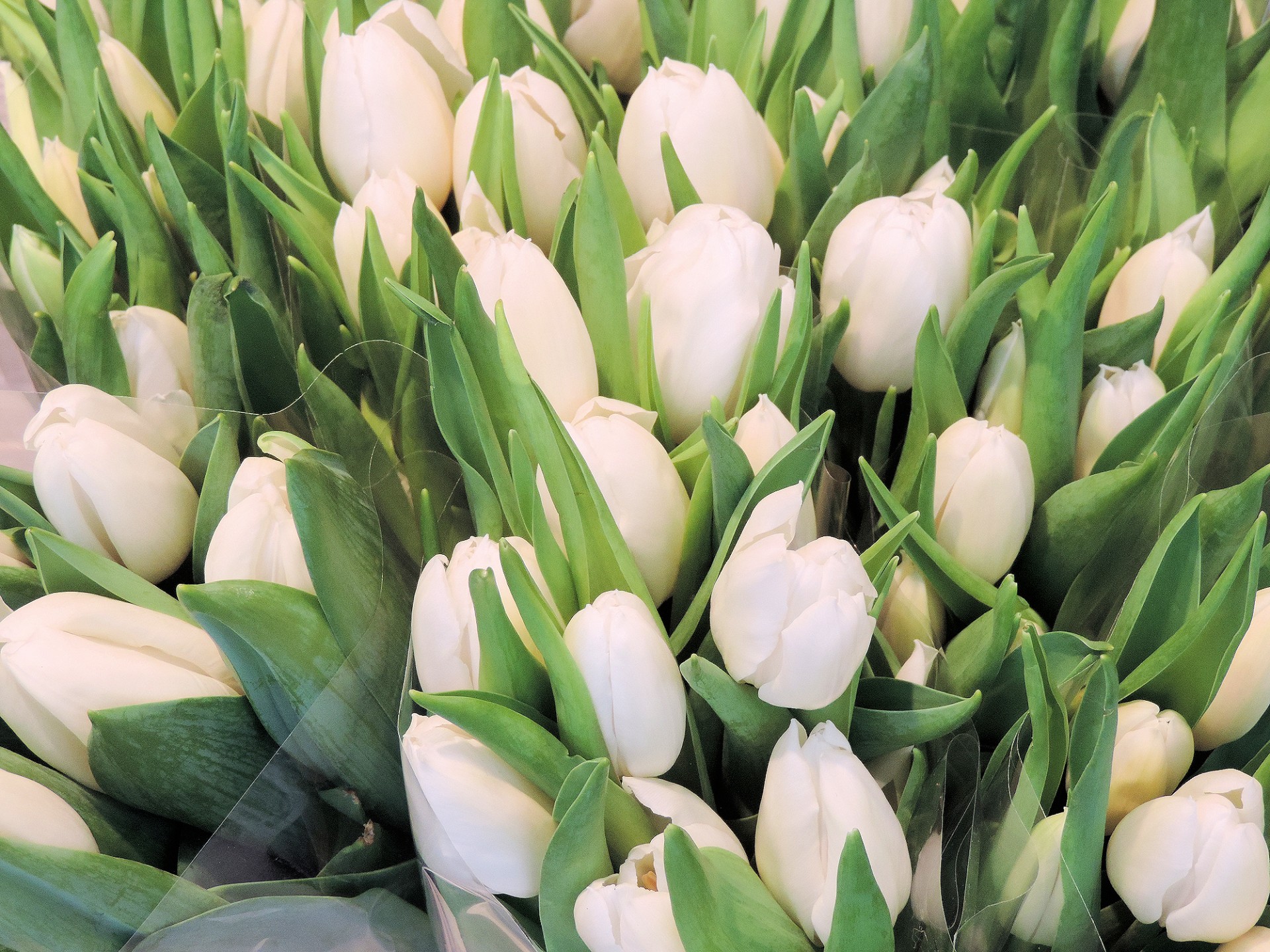 White Tulips Free Stock Photo - Public Domain Pictures