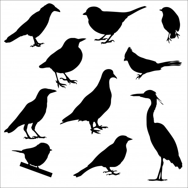 Download Bird Silhouettes Free Stock Photo - Public Domain Pictures