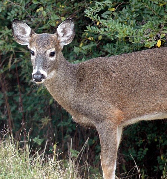 Deer In The Wild Free Stock Photo - Public Domain Pictures