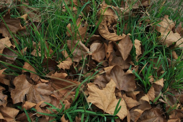 Fallen Leaves On Green Lawn Free Stock Photo - Public Domain Pictures