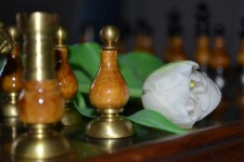 Schach und Tulpe