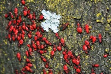 Aggregation Of Soapberry Bugs