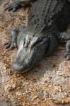 Aligator closeup