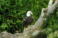 Posando águila calva americana