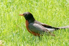 American Robin In Grass