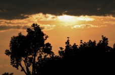 Albicocca-oro del tramonto