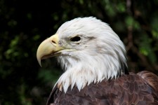 Profil d'aigle chauve
