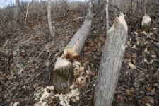 Beaver copac tăiat
