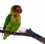 Bird, Parakeet White Background