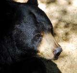 Black Bear Up Close
