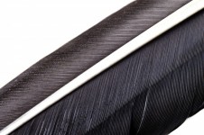 Black Feather Close-up