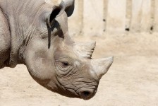 Черный профиль носорога