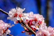 Virágzó Cherry Blossom