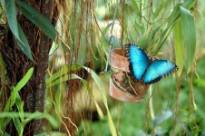 Papillon bleu de Morpho