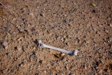 Knochen in der Wüste