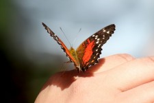 Papillon sur la main
