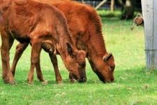 Calves grazing together