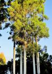 Clump Of Tall Eucalyptus Trees