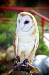 Společný Barn Owl