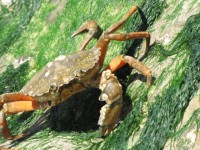 Crabe sur les rochers