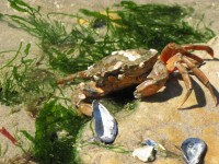 Crabe sur un rocher et coquille