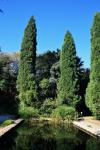 Cypresser och pool