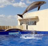 Dolfijn Springen