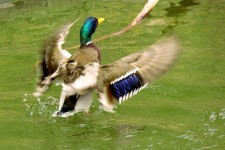 Duck aerobics 2