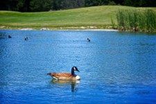 Duck Swims in Blue Pond