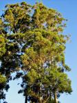 Eucalyptus Trees Reaching To Heaven
