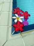 Fallen květiny na bazén