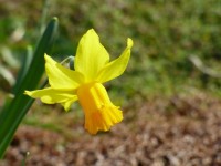 Żółty żonkil kwiat