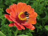 Flor con abeja