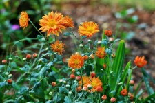 Flowering Orange Asters