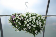 Kwiaty Rośliny Hanging Basket