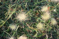 Fluffy White Grass Seed Tufts