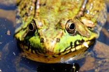Frosch-Gesicht