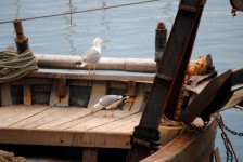 Seagull op de boot
