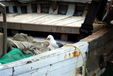 Seagull op de boot