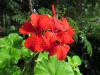 Geranium roșu