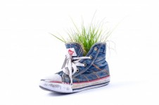 Grass In Old Shoe