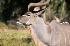 Grotere Kudu