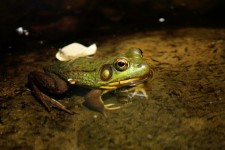 Green Frog In Water