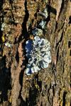 Grey Rosette Of Lichen On Tree